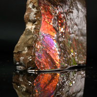 Polished Ammolite Stone #2542