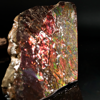 Polished Ammolite Stone #2542