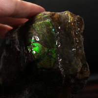 Polished Ammolite Stone #2545