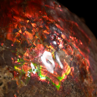 Polished Ammolite Stone #2541