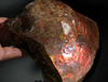 Polished Ammolite Stone #2541