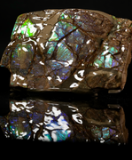 Polished Ammolite Stone #2546