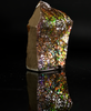 Polished Ammolite Stone #2555