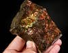 Polished Ammolite Stone #2555