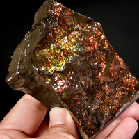 Polished Ammolite Stone #2555