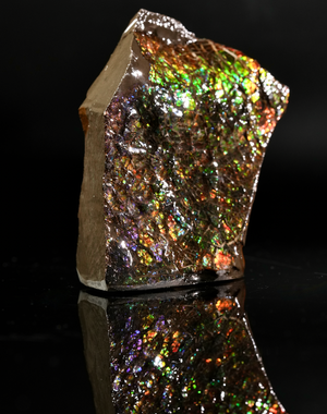 Polished Ammolite Stone #2555