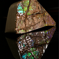 Polished Ammolite Stone #2553