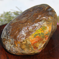 Polished Ammolite Stone #265