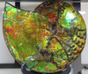 12.5“ Canadian Ammonite Full Fossil #275