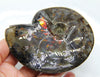 Ammonite Full Fossil 10x8cm #521