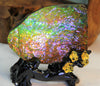 Ammolite Gem Stone #566