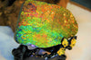 Ammolite Gem Stone #566