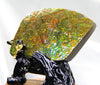 Polished Ammolite Display Stone #567