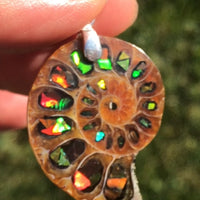 Canadian Ammolite stones inside natural ammonite fossil from Madagascar