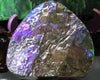 Ammolite Palm Stone #743