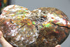 9.5 Inch Ammonite Full Fossil #745