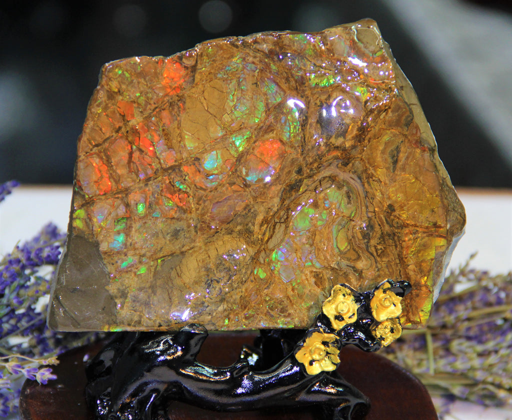 Polished Ammolite Stone #795