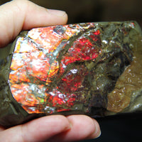 Polished Ammolite Stoe #797