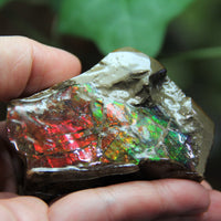 Polished Ammolite Stone #805