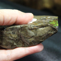 Polished Ammolite Stone #811