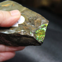 Polished Ammolite Stone #811