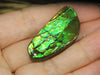 Freeform Natural Loose Ammolite Gemstone #A216