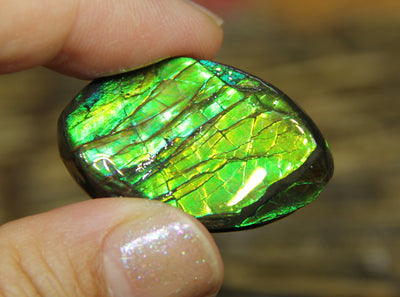 Freeform Natural Ammolite Loose Gemstone #A237