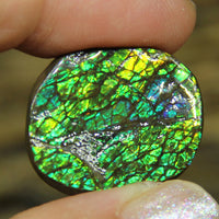 Freeform Natural Ammolite Loose Gemstone #A280