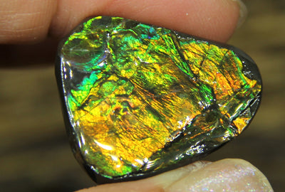 Freeform Natural Ammolite Loose Gemstone #A324