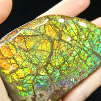 Ammolite Hand Sample Stone #606