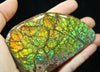 Ammolite Hand Sample Stone #606