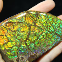 Ammolite Hand Sample Stone #606