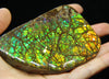 Ammolite Hand Sample Stone #606