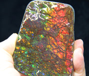 Ammolite Hand Sample Stone #607