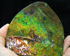 Ammolite Hand Sample Stone #608