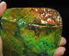 Ammolite Hand Sample Stone #608