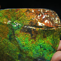 Ammolite Hand Sample Stone #608