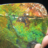 Ammolite Hand Sample Stone #608