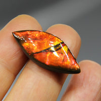 Freeform Ammolite Gemstone #A139