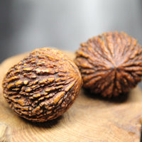 Palm Walnuts (Pair)