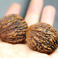 Palm Walnuts (Pair)