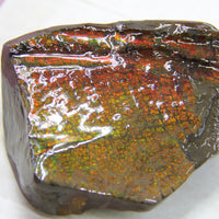 Ammolite Rough Stone #883