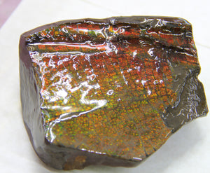 Ammolite Rough Stone #883