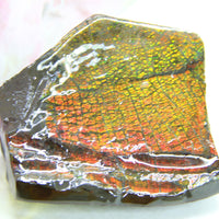 Ammolite Rough Stone #883